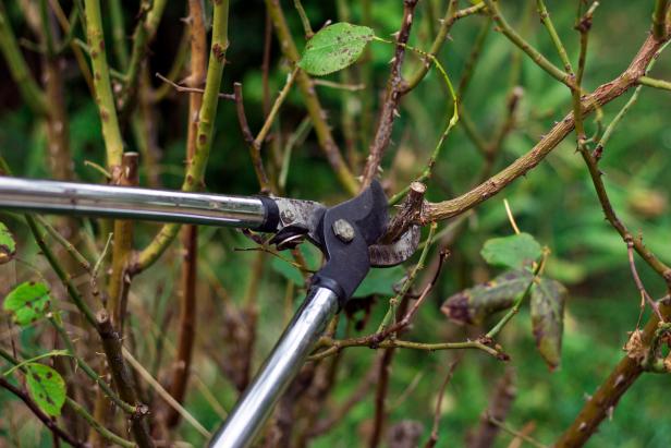 Tree Pruning Services